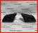 Poza 6 - Comenzi Volan Audi A4 B9 A5 F5 8W0951523E 8W0 971 523 E